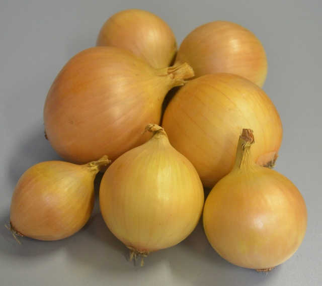 gele uien yellow onion gelbe zwiebel